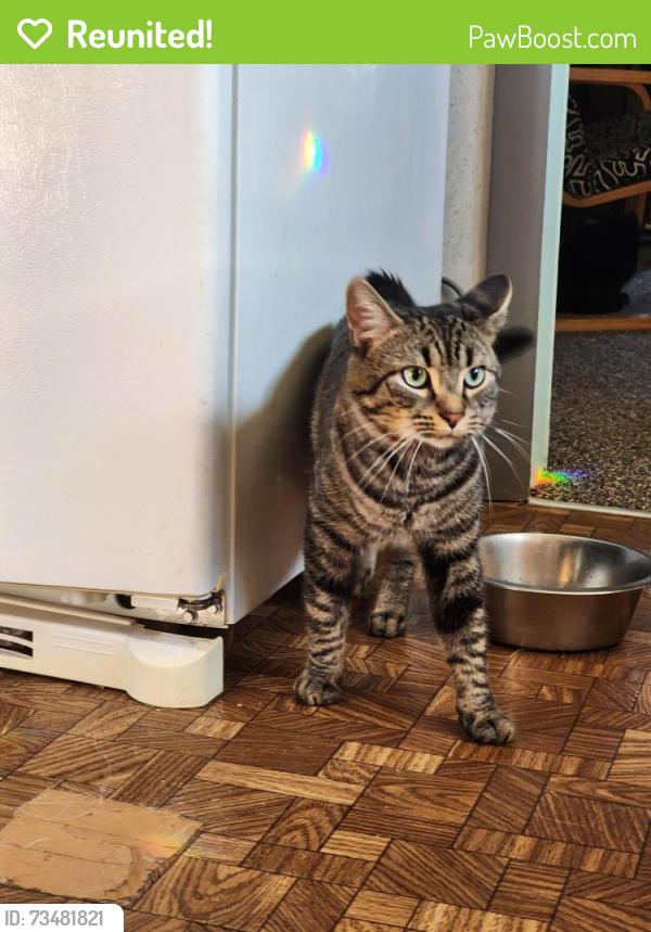 Reunited Male Cat last seen Sheppard Branch Road, Buncombe County, NC 28787