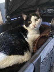 Reunited Female Cat last seen Raymond Road and Oak View Drive, Madison, WI 53719