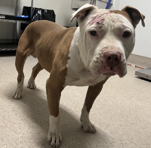 Shelter Stray Male Dog last seen Near BLOCK INO MADERA ST, BAKERSFIELD CA 93307, 3951 Fruitvale Ave, Bakersfield, CA 93308, USA