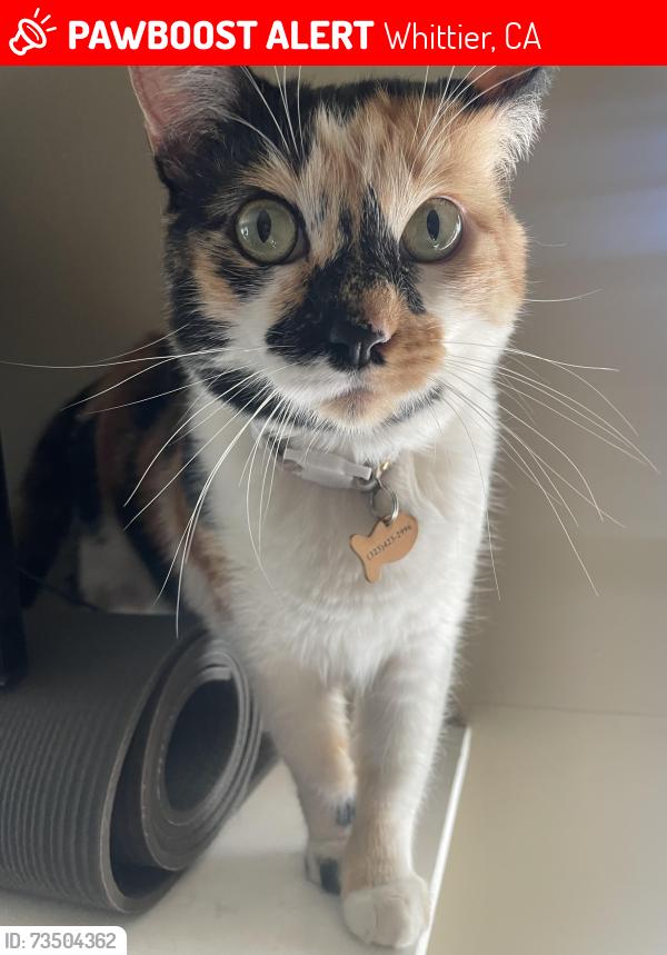 Lost Female Cat last seen Longfellow elementary, Whittier, CA 90601