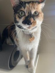 Lost Female Cat last seen Longfellow elementary, Whittier, CA 90601