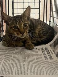 Shelter Stray Male Cat last seen Near BLOCK SW 35 ST, WEST PARK FL 33023, 2400 SW 42nd St, Fort Lauderdale, FL 33312, USA