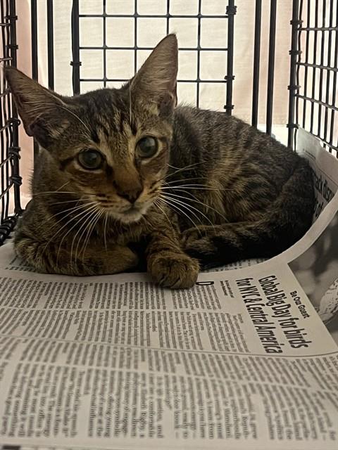 Shelter Stray Male Cat last seen Near BLOCK SW 35 ST, WEST PARK FL 33023, 2400 SW 42nd St, Fort Lauderdale, FL 33312, USA