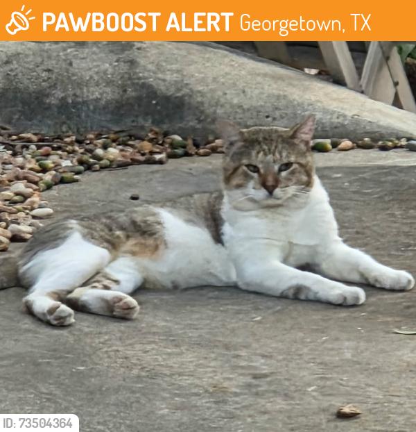 Found/Stray Unknown Cat last seen Near River Ridge park, Georgetown, TX 78628
