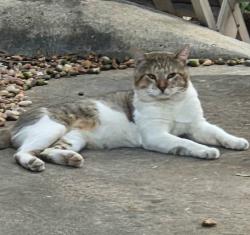 Found/Stray Unknown Cat last seen Near River Ridge park, Georgetown, TX 78628