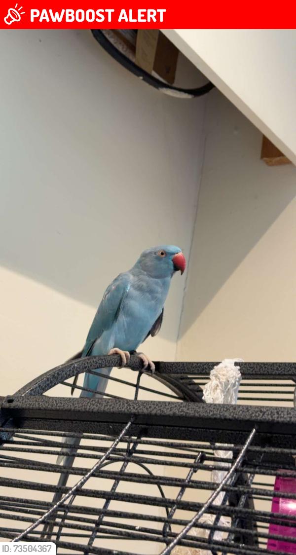 Lost Unknown Bird last seen Farndon way, Nottinghamshire, England NG19 6SU