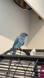 Lost Unknown Bird last seen Farndon way, Nottinghamshire, England NG19 6SU