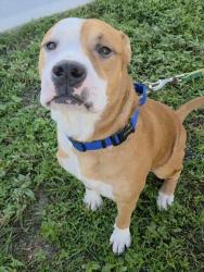 Shelter Stray Male Dog last seen Near BLOCK NW 8TH PL, FORT LAUDERDALE, FL 33311, 2400 SW 42nd St, Fort Lauderdale, FL 33312, USA