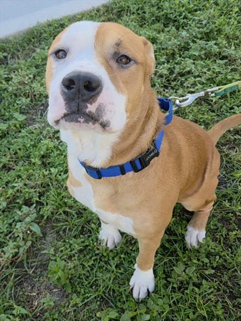 Shelter Stray Male Dog last seen Near BLOCK NW 8TH PL, FORT LAUDERDALE, FL 33311, 2400 SW 42nd St, Fort Lauderdale, FL 33312, USA