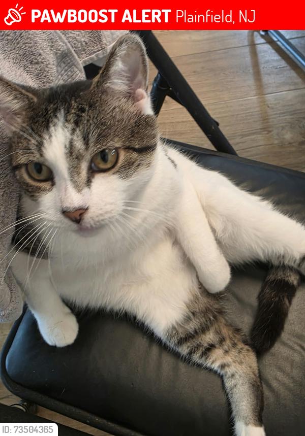 Lost Male Cat last seen Maltby Ave, Plainfield, NJ 07063