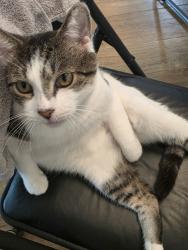 Lost Male Cat last seen Maltby Ave, Plainfield, NJ 07063