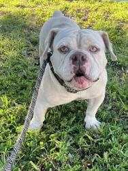 Shelter Stray Male Dog last seen ATLANTIC BLVD AND POWERLINE ROAD POMPANO BEACH FLORIDA, 2400 SW 42nd St, Fort Lauderdale, FL 33312, USA