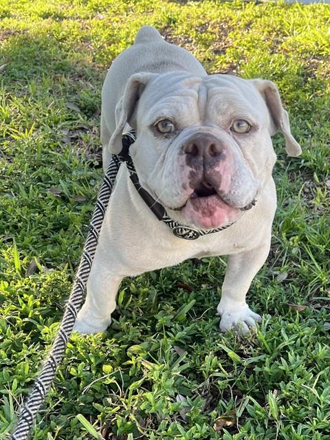 Shelter Stray Male Dog last seen ATLANTIC BLVD AND POWERLINE ROAD POMPANO BEACH FLORIDA, 2400 SW 42nd St, Fort Lauderdale, FL 33312, USA