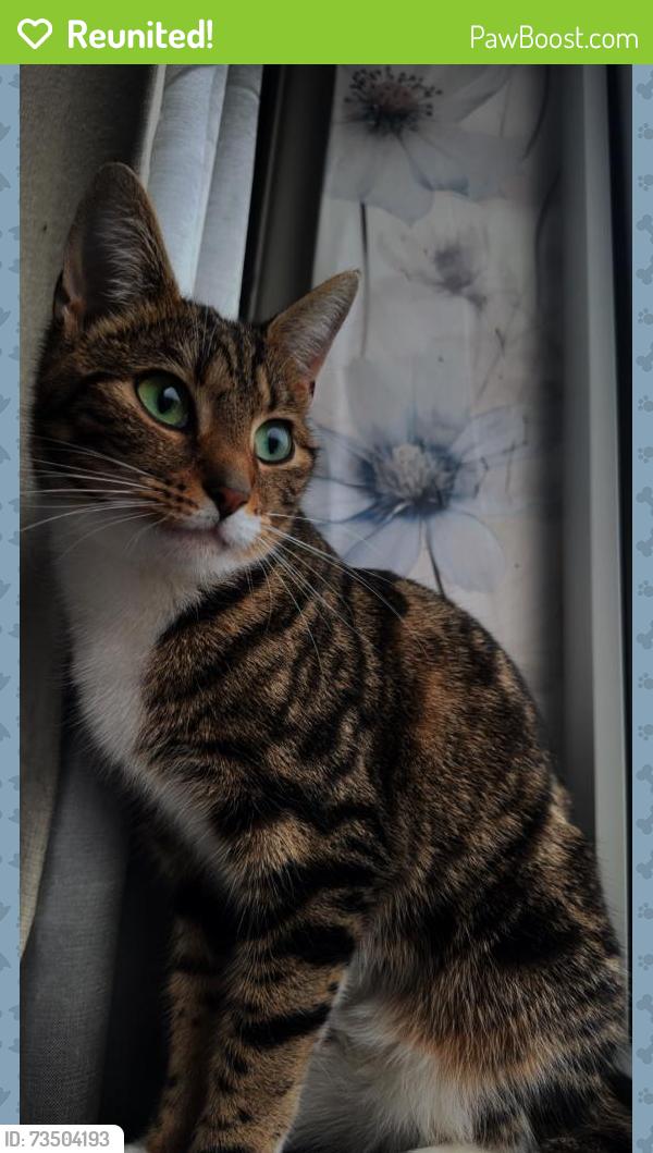 Reunited Female Cat last seen Darley avenue, North Wingfield, England 