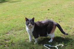 Reunited Female Cat last seen Buster Brown road, Butts County, GA 30233