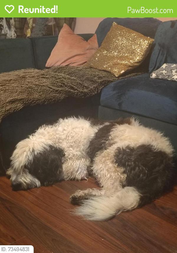 Reunited Male Dog last seen Camp Swatara rd, Frystown Rd, PA 19507