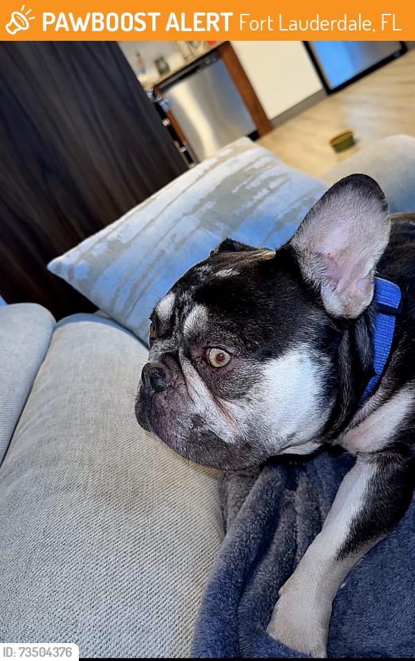 Found/Stray Male Dog last seen Nw 7th ave sunrise, Fort Lauderdale, FL 33311