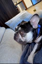 Found/Stray Male Dog last seen Nw 7th ave sunrise, Fort Lauderdale, FL 33311