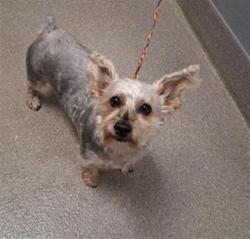 Shelter Stray Male Dog last seen Near BLOCK S LAS VEGAS BLVD, LAS VEGAS NV 89119, 655 N Mojave Rd, Las Vegas, NV 89101, USA
