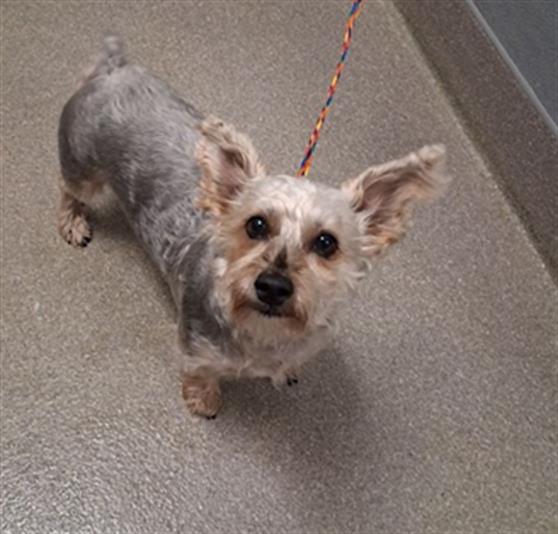 Shelter Stray Male Dog last seen Near BLOCK S LAS VEGAS BLVD, LAS VEGAS NV 89119, 655 N Mojave Rd, Las Vegas, NV 89101, USA
