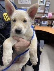 Shelter Stray Female Dog last seen WINTON/SOTO, 16 Barnes Ct, Hayward, CA 94544, USA