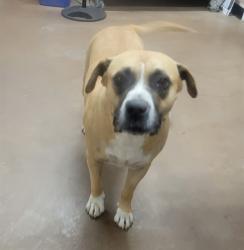 Shelter Stray Male Dog last seen 19TH AND SOUTHERN, 5501 E Van Buren St, Phoenix, AZ 85008, USA