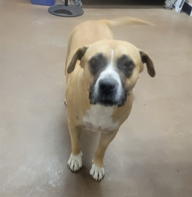 Shelter Stray Male Dog last seen 19TH AND SOUTHERN, 5501 E Van Buren St, Phoenix, AZ 85008, USA