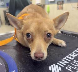 Shelter Stray Female Dog last seen Near BLOCK MARIPOSA AVE, RIVERSIDE CA 92508, 6851 Van Buren Boulevard, Jurupa Valley, CA 92509, USA