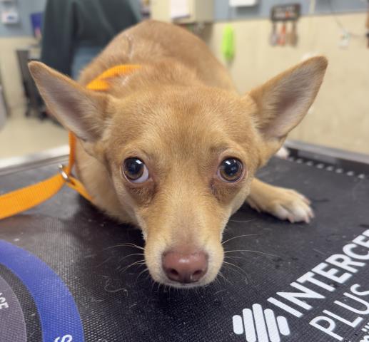 Shelter Stray Female Dog last seen Near BLOCK MARIPOSA AVE, RIVERSIDE CA 92508, 6851 Van Buren Boulevard, Jurupa Valley, CA 92509, USA