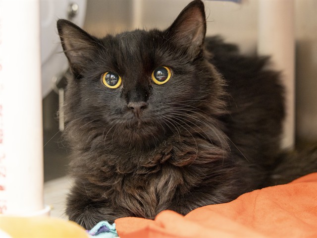 Shelter Stray Female Cat last seen UNKOWN, 5501 E Van Buren St, Phoenix, AZ 85008, USA
