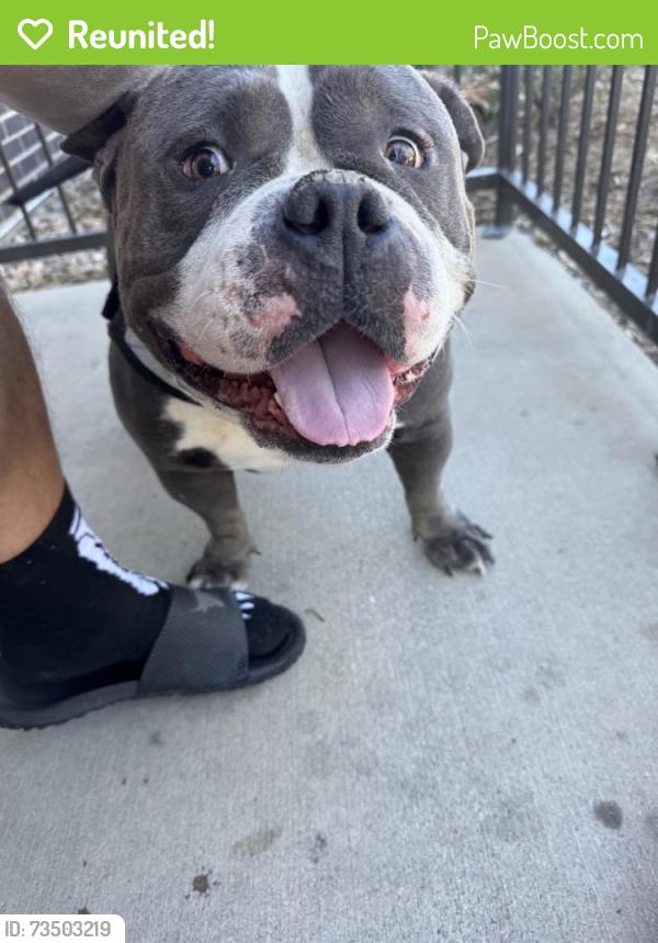 Reunited Male Dog last seen Near Cathay St, Denver, CO 80249, USA, Denver, CO 80249