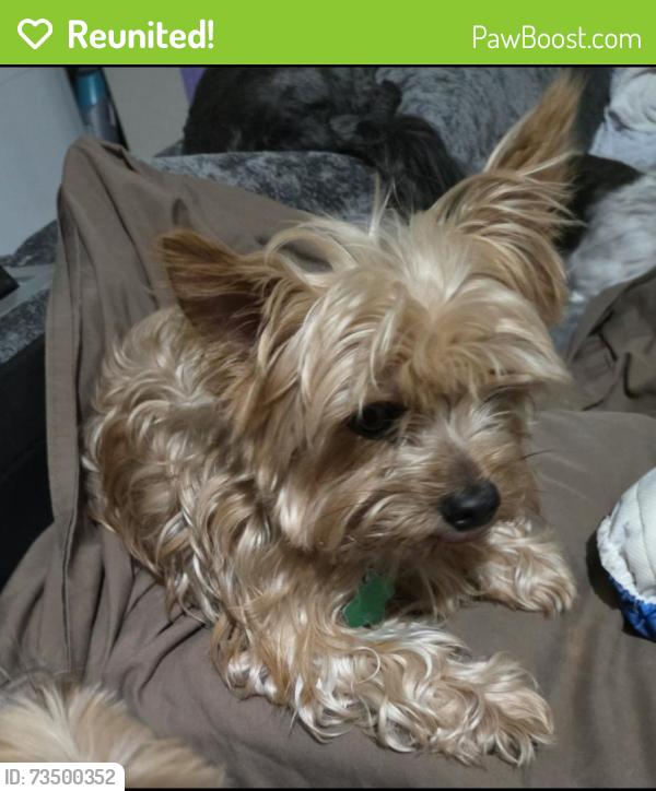 Reunited Male Dog last seen Near Llano Ave, Fort Worth, TX 76116, USA, Fort Worth, TX 76116