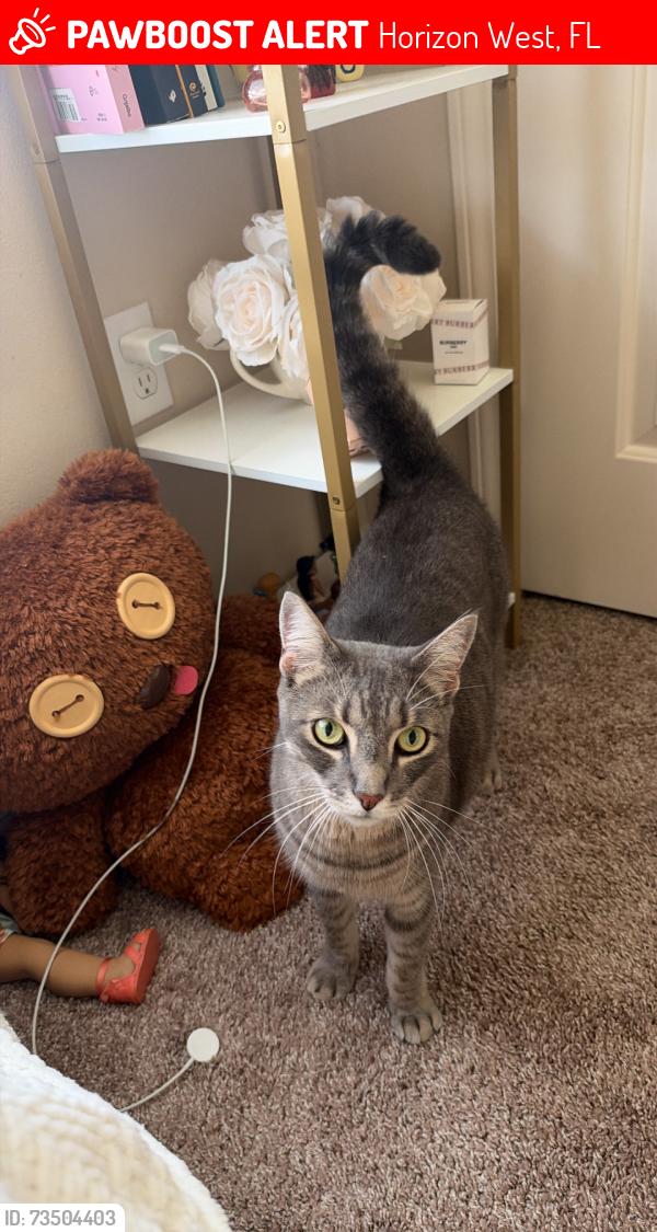 Lost Male Cat last seen Crosswater Trail, Horizon West, FL 34786