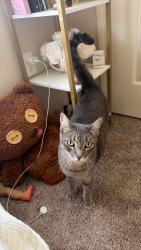 Lost Male Cat last seen Crosswater Trail, Horizon West, FL 34786