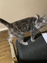 Reunited Female Cat last seen Sargent and Panola or Sargent and Hamshire, Fort Worth, TX 76103