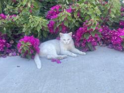 Lost Female Cat last seen Buhach between Mulberry and Elliott, City of Atwater, CA 95301