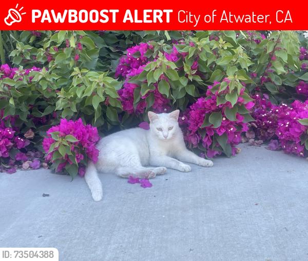 Lost Female Cat last seen Buhach between Mulberry and Elliott, City of Atwater, CA 95301