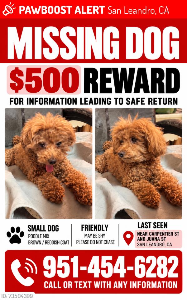 Lost Female Dog last seen Juana and Carpentier St, San Leandro, CA 94577