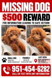 Lost Female Dog last seen Juana and Carpentier St, San Leandro, CA 94577