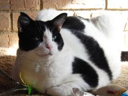 Reunited Male Cat last seen 42nd Ave N & Lakeland Ave N, Robbinsdale, MN 55422