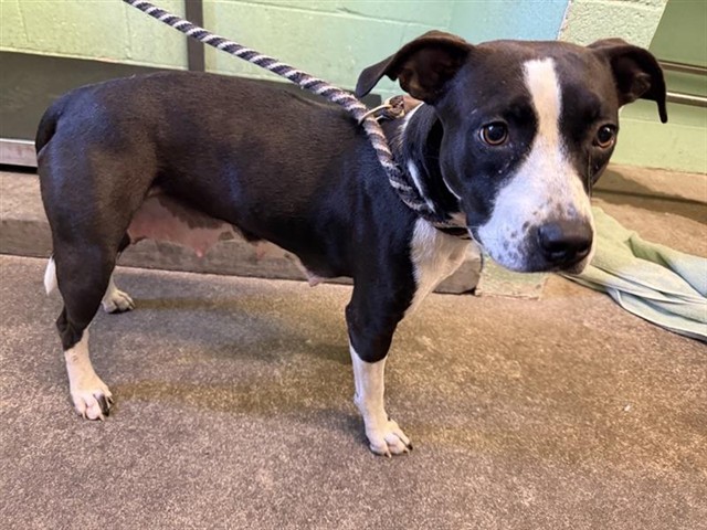 Shelter Stray Female Dog last seen ARDEN WAY & OXFORD ST, 2127 Front St, Sacramento, CA 95818, USA