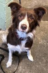 Shelter Stray Female Dog last seen YORKSHIRE RD & ROYALE RD, 2127 Front St, Sacramento, CA 95818, USA