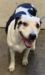 Shelter Stray Male Dog last seen 8TH ST & T ST, 2127 Front St, Sacramento, CA 95818, USA