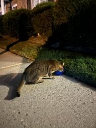 Found/Stray Unknown Cat last seen Sidewalk - Lincoln Place Circle, Leland, NC 28451