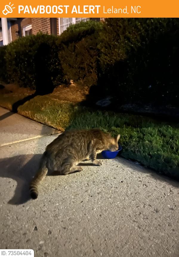 Found/Stray Unknown Cat last seen Sidewalk - Lincoln Place Circle, Leland, NC 28451