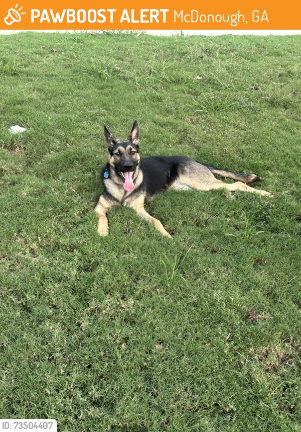 Found/Stray Female Dog last seen Edgewood drive, McDonough, GA 30253