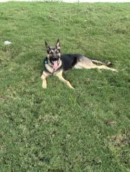 Found/Stray Female Dog last seen Edgewood drive, McDonough, GA 30253
