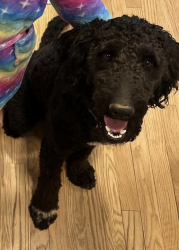 Reunited Male Dog last seen Ran out of the gate at our hse on Price Rd, Hendersonville, NC 28739