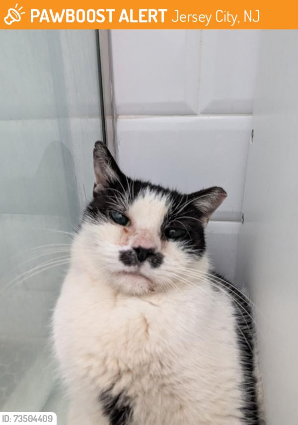 Found/Stray Female Cat last seen Summit and Sherman Place, Jersey City, NJ 07307