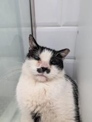 Found/Stray Female Cat last seen Summit and Sherman Place, Jersey City, NJ 07307